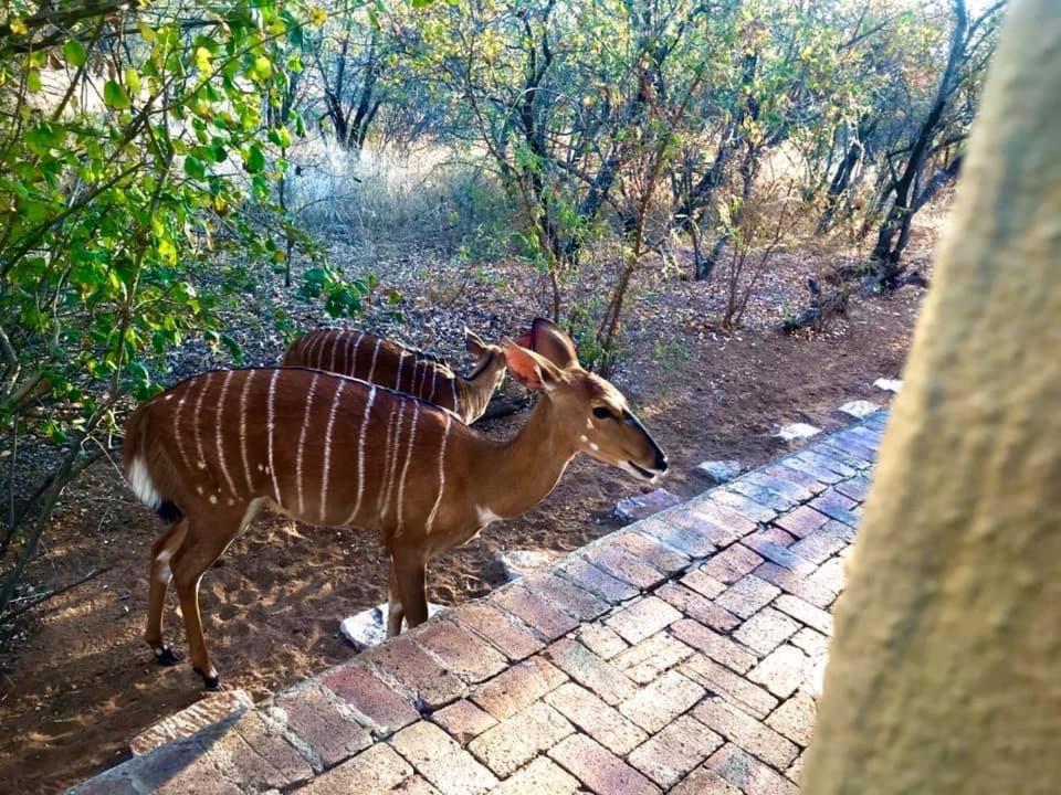 The Bush Hut Villa Hoedspruit Eksteriør bilde