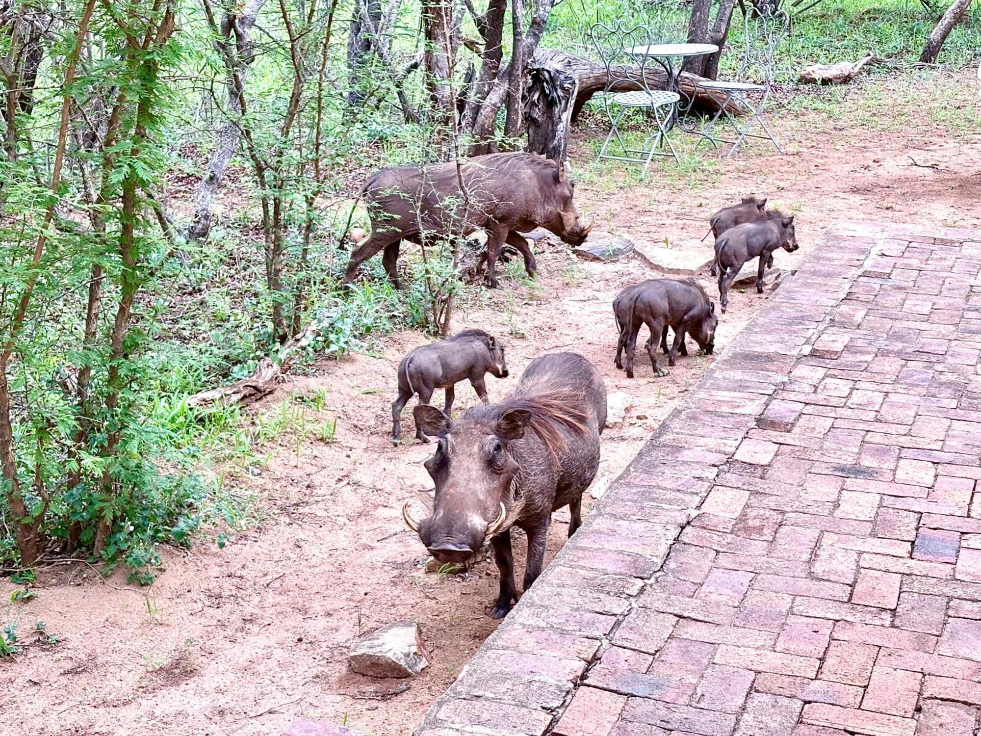 The Bush Hut Villa Hoedspruit Eksteriør bilde